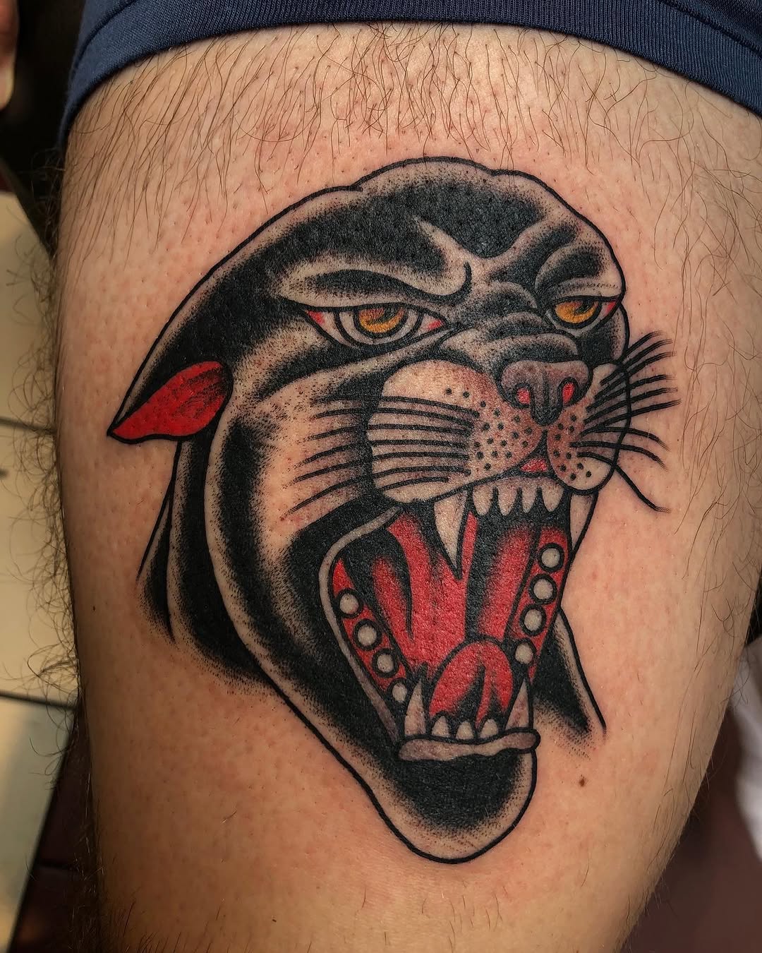 Tiger, Animal, 팬서