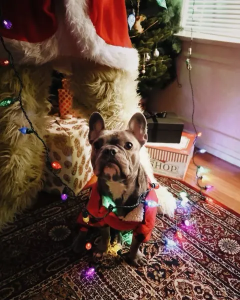 Animal