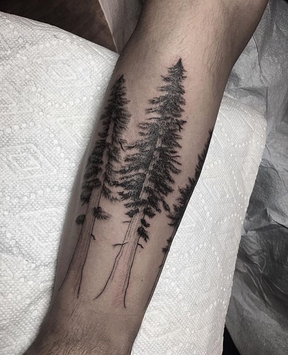 Nature, 숲, 나무, 고사리, 소나무, 야자수, 나뭇가지