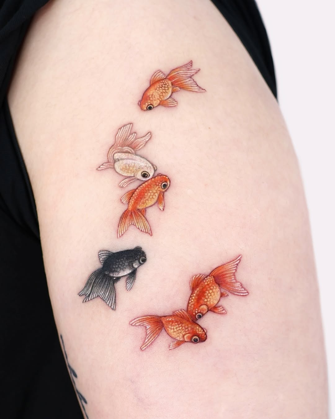 Animal, 잉어