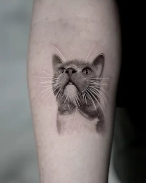 고양이