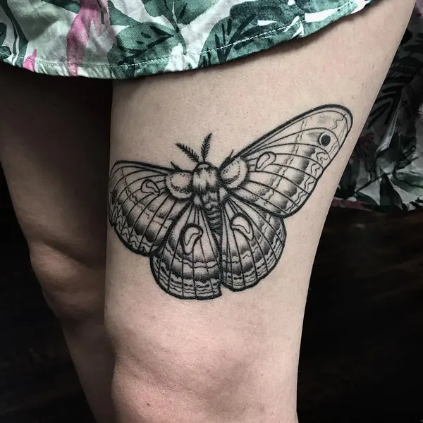 Animal, Nature, 나방, 매미