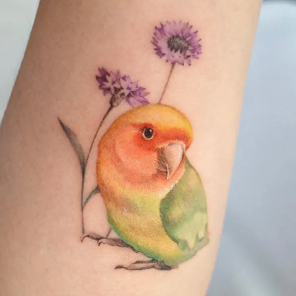 Animal, 앵무새, 공작