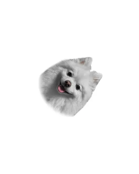 판다, 고슴도치
