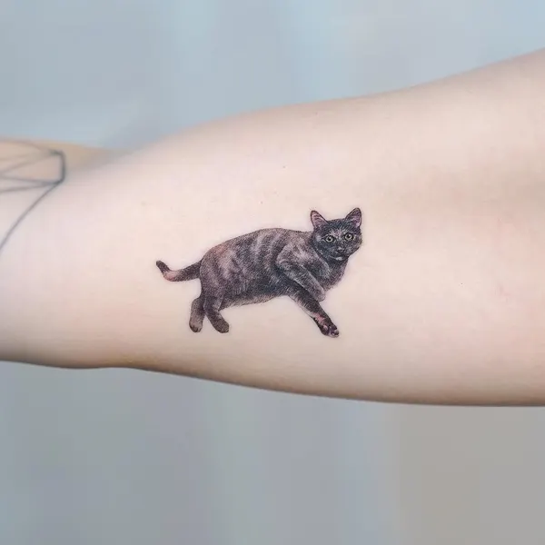 고양이