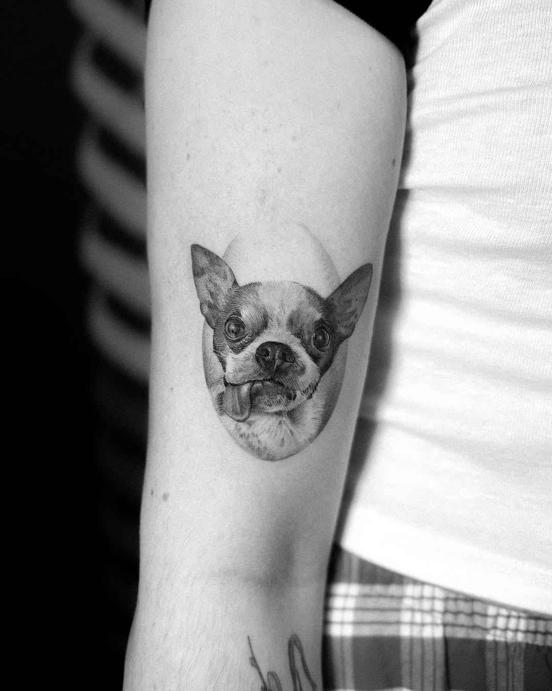 Animal