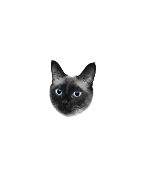 고양이