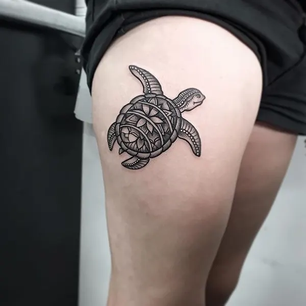 거북이, 바다거북, 조개껍데기