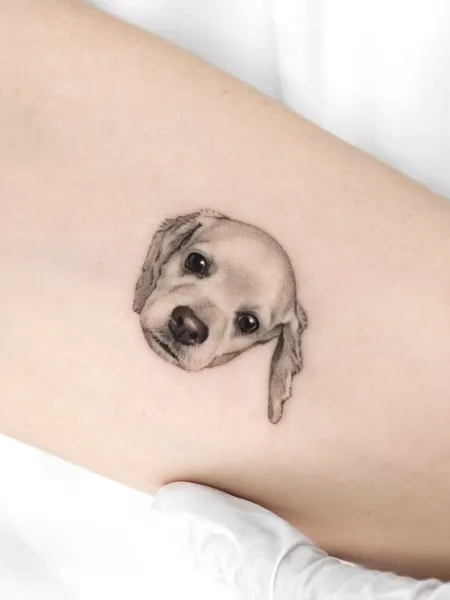 Animal