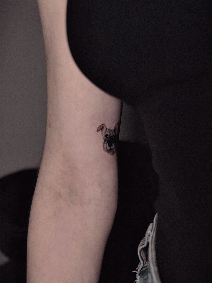 Dragon, 악어