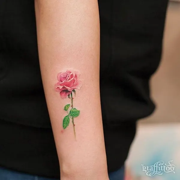 Rose, Flower, 모란, 목련