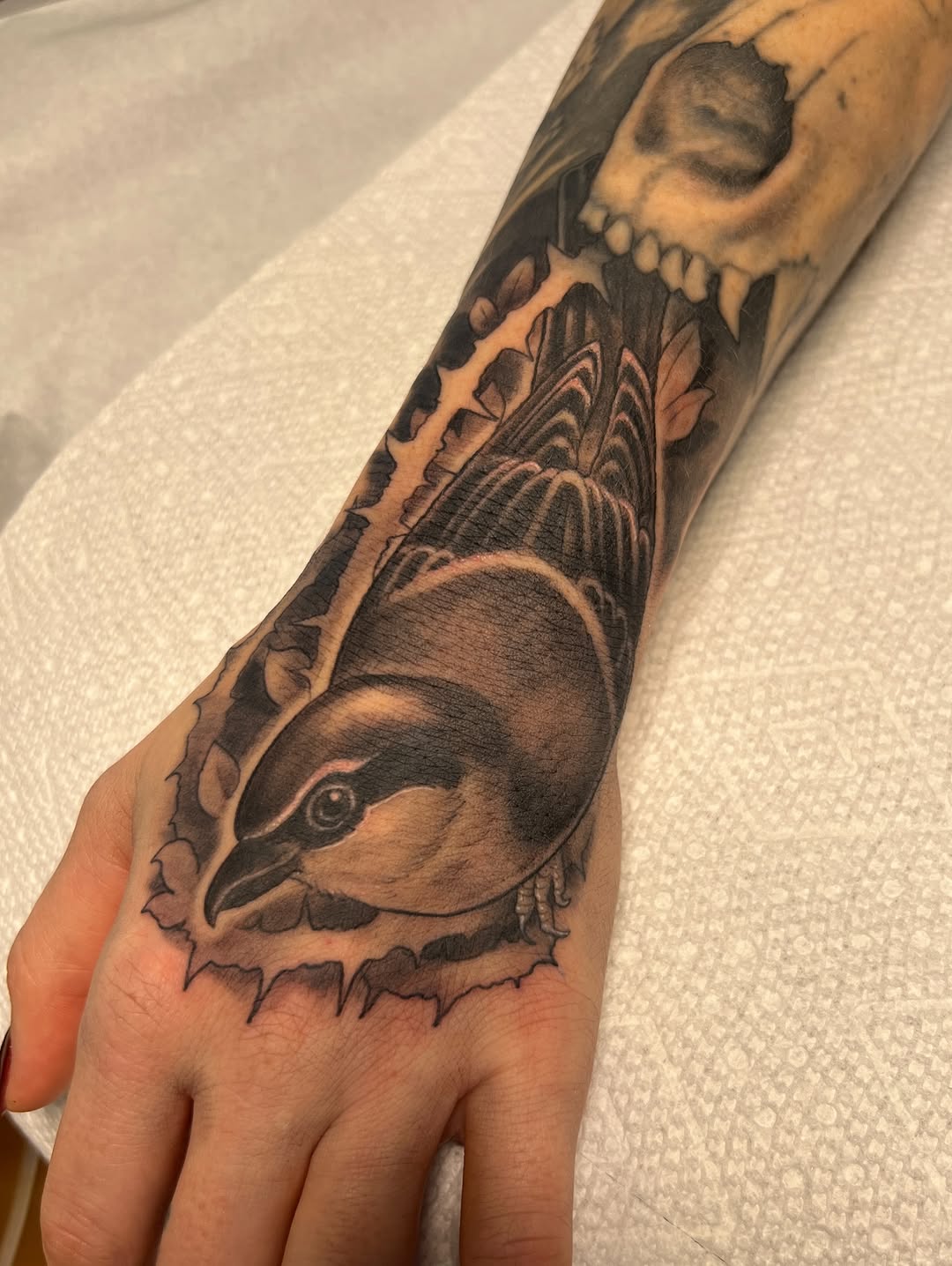 Animal