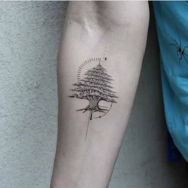 Nature, 나무, 소나무