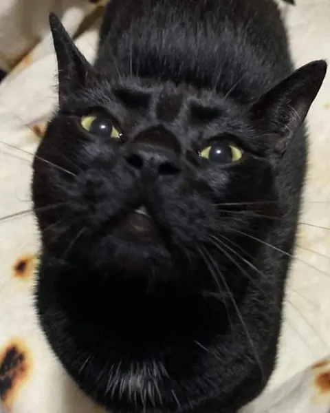 Animal, 마네키네코