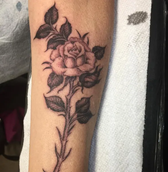 Flower, Rose, 목련
