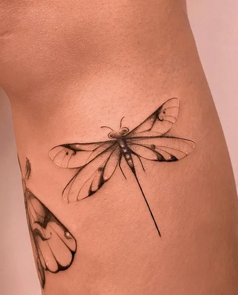 Animal, Nature, 데이지, 민들레
