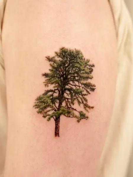 Nature, 소나무, 나무, 숲
