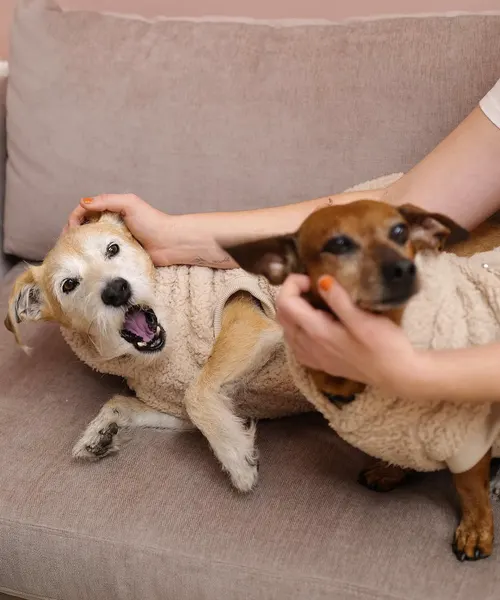 반려동물 추모