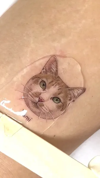 고양이, 반려동물