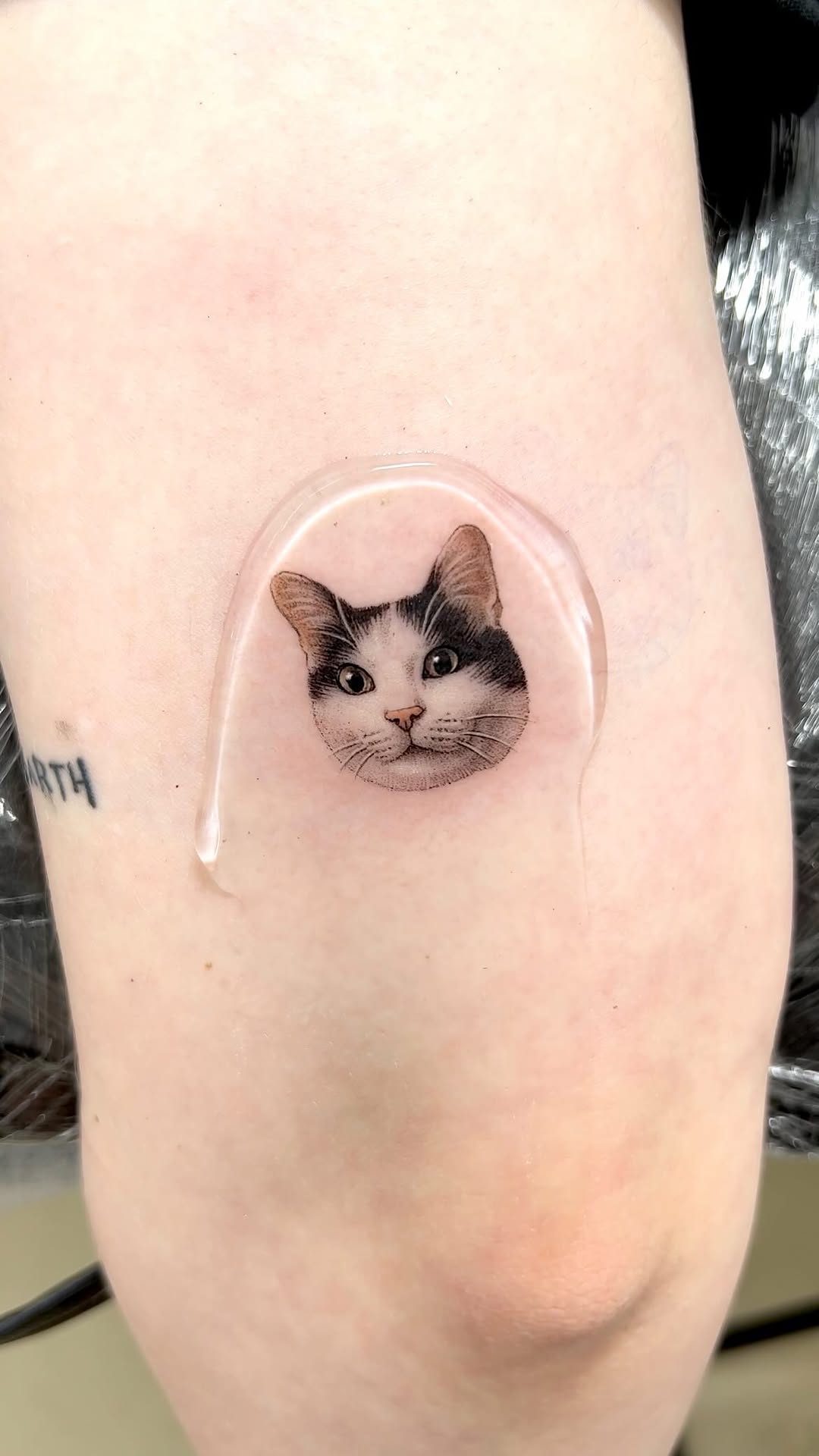 고양이
