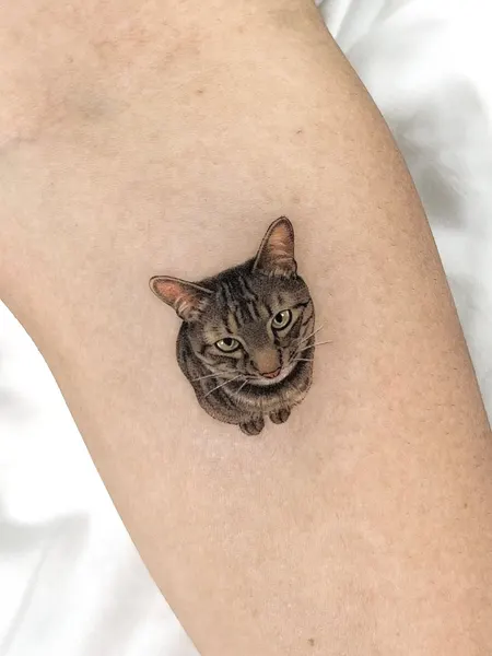 고양이