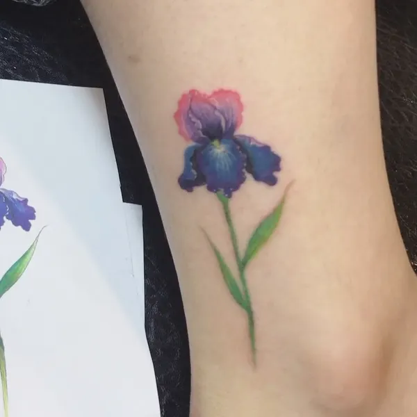 아이리스, Flower, 양귀비