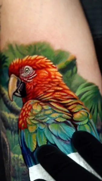 Animal, Nature, 수탉, 공작, 앵무새
