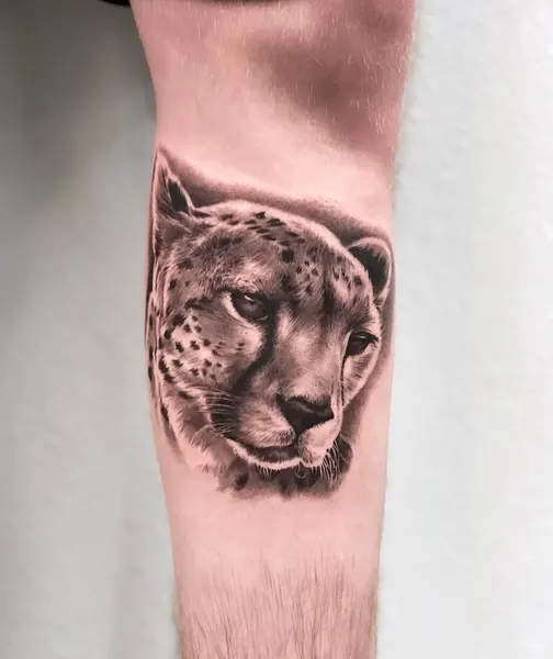 Animal, 표범