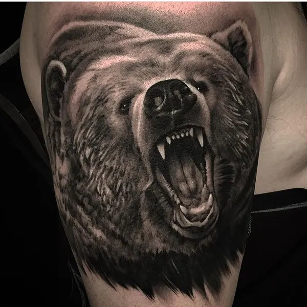 Animal, 곰