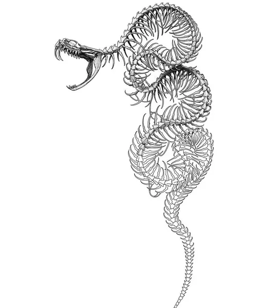 Dragon, 세이렌, 그래픽, 판타지