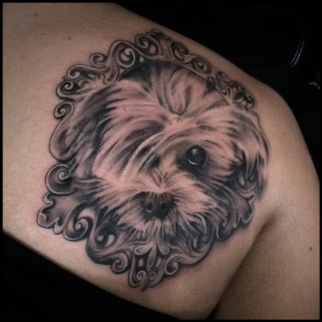 Animal