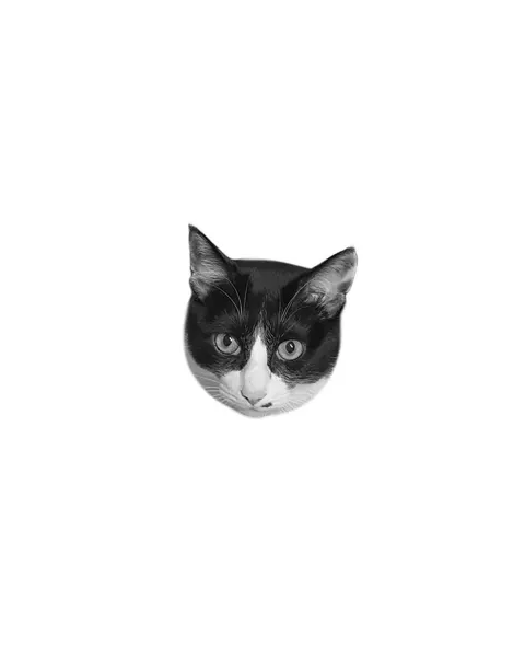 여우 가면, 고양이
