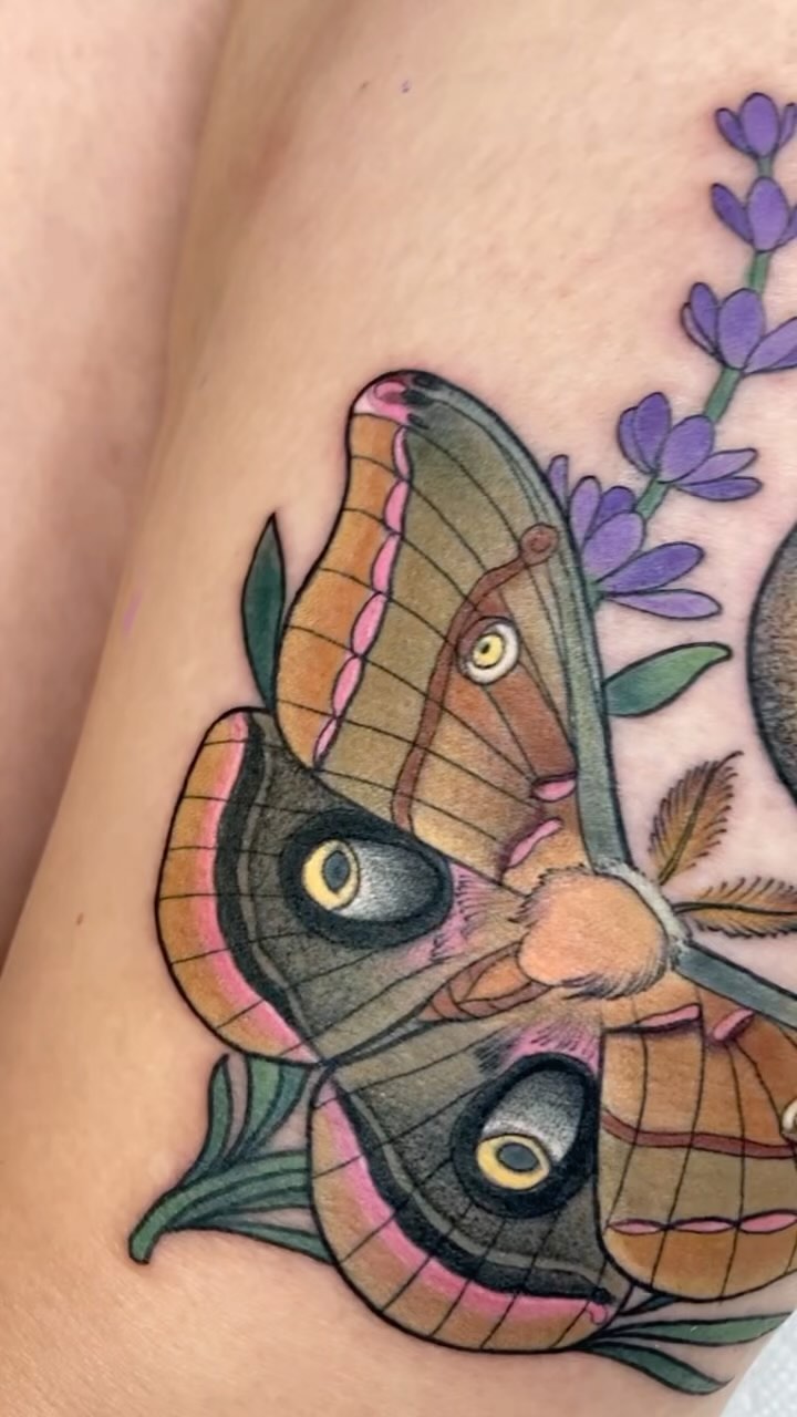 Animal, Nature, 매미