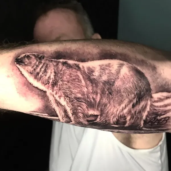Animal, 바다거북, 거북이