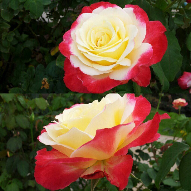 Flower, Rose, Nature