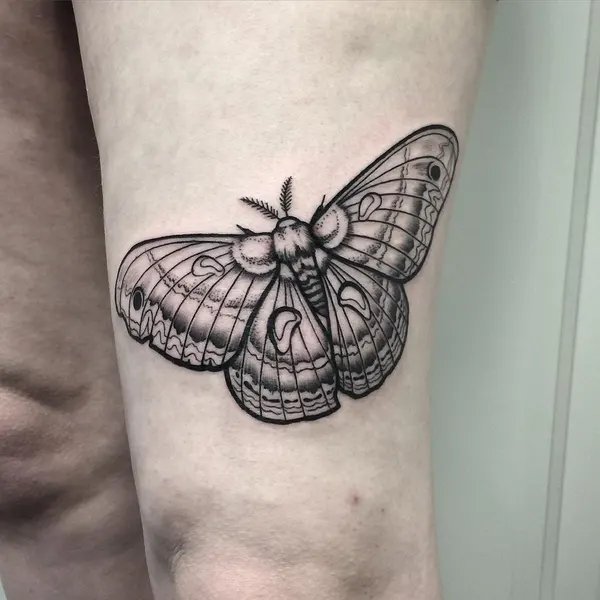 Animal, Nature, 나방, 매미