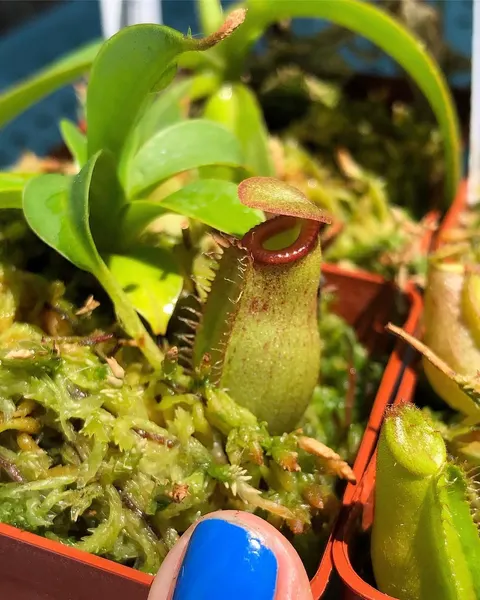 feralcatbox