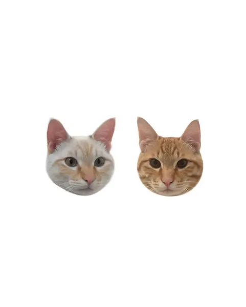 마네키네코