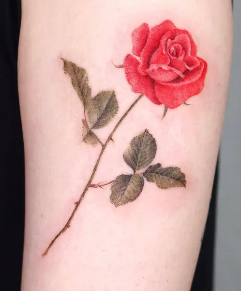 Flower, Rose, Nature