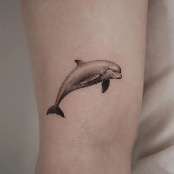 상어, 고래, 돌고래, 나무늘보, Animal, 해마