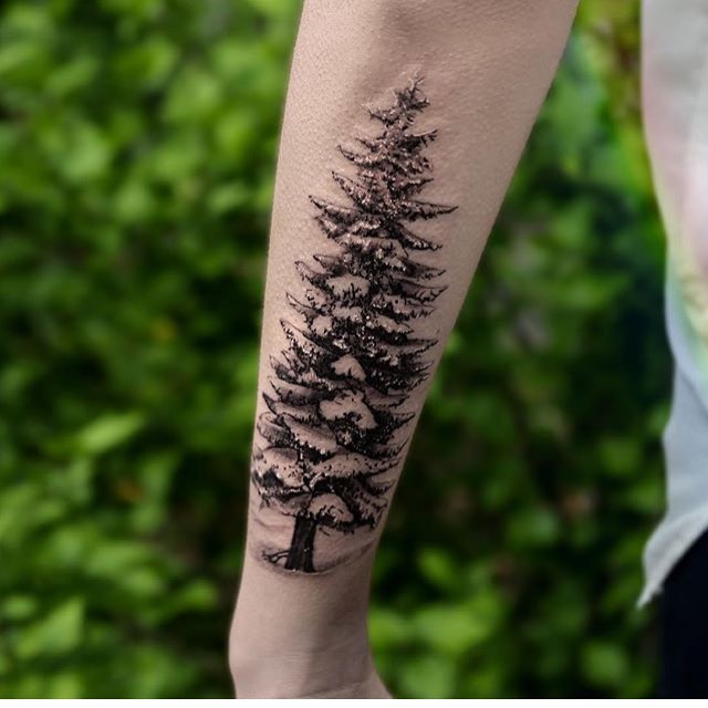 Nature, 숲, 나무, 대나무, 소나무