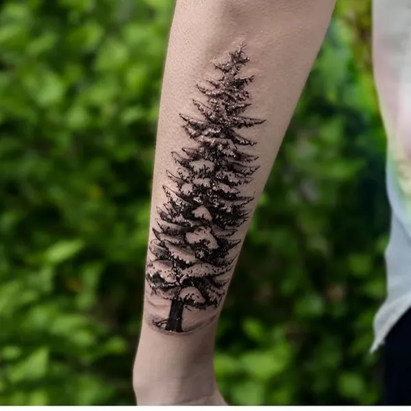 Nature, 숲, 나무, 대나무, 소나무