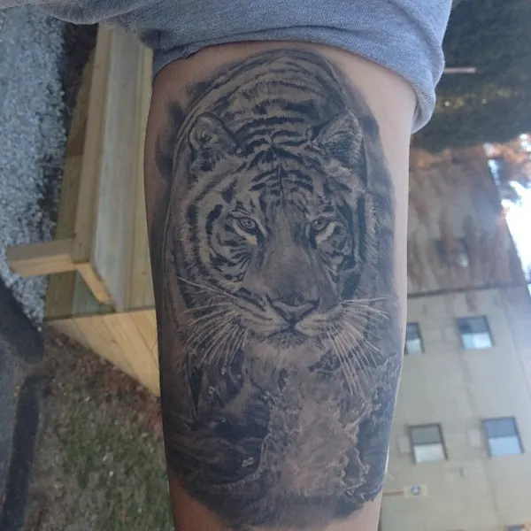 Tiger, 중국 호랑이, 한국 호랑이, 일본 호랑이