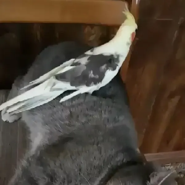 고양이