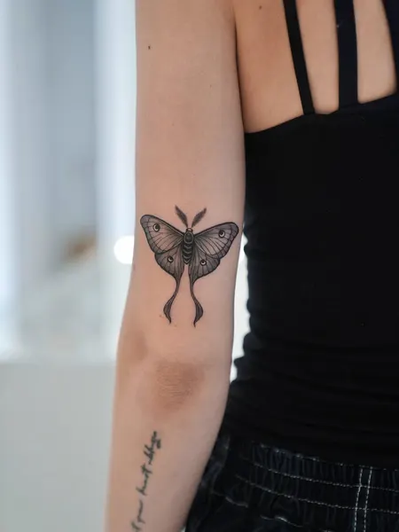 Animal, Nature, 나방, 나비, 매미, 이레즈미