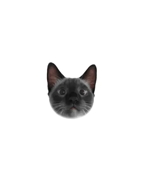 고양이