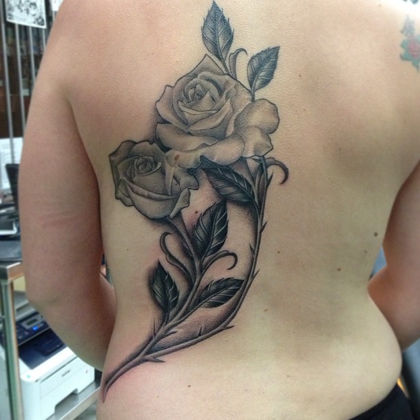 Flower, Rose, Nature
