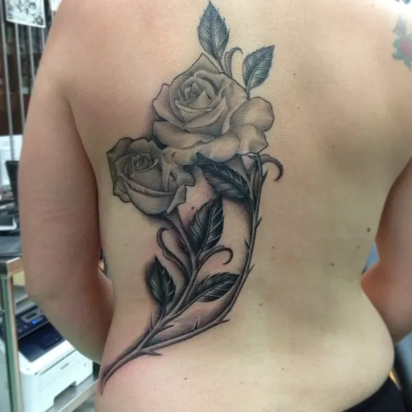 Flower, Rose, Nature
