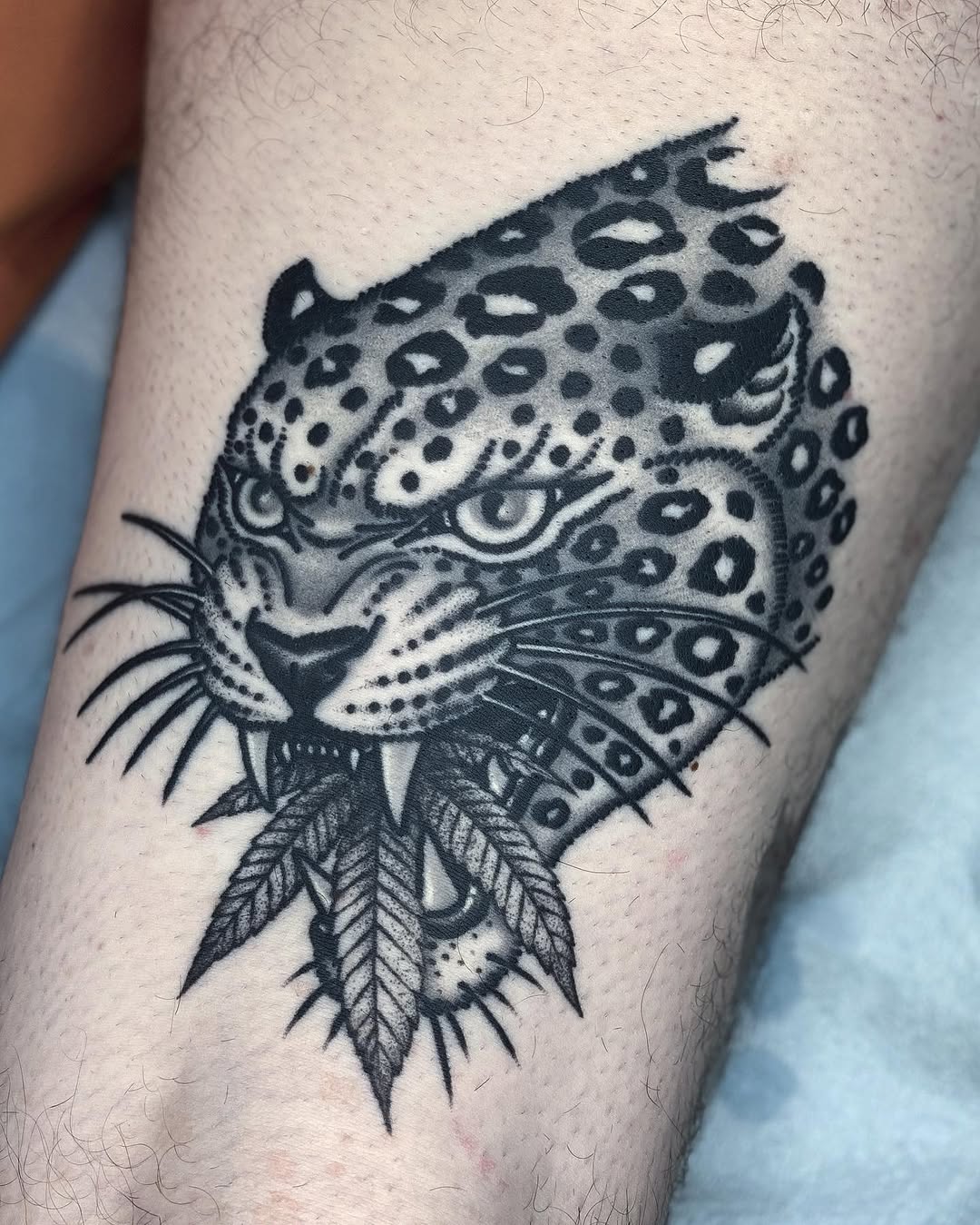 Tiger, Animal, 표범, 재규어