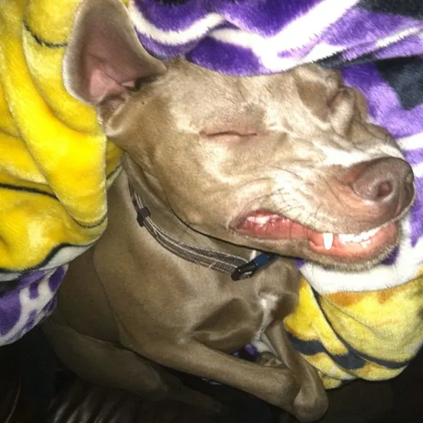 Bash Nasty